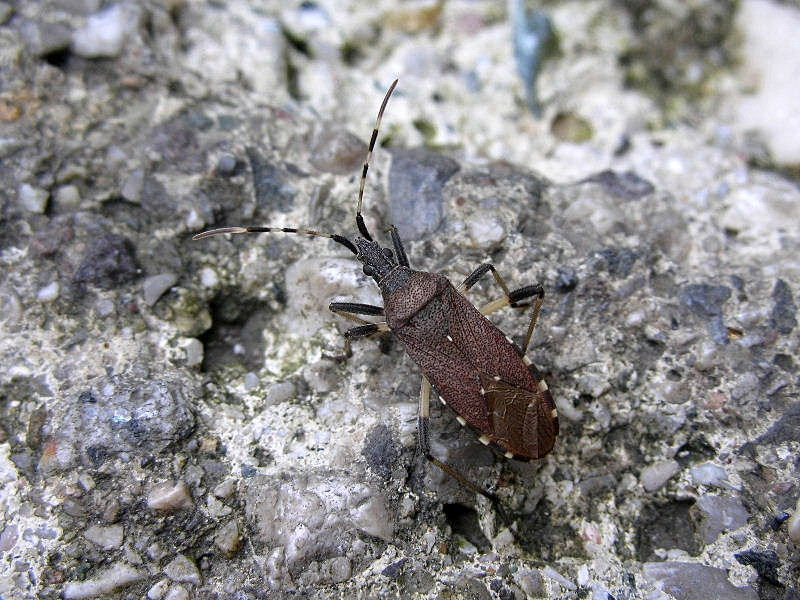 Dicranocephalus agilis